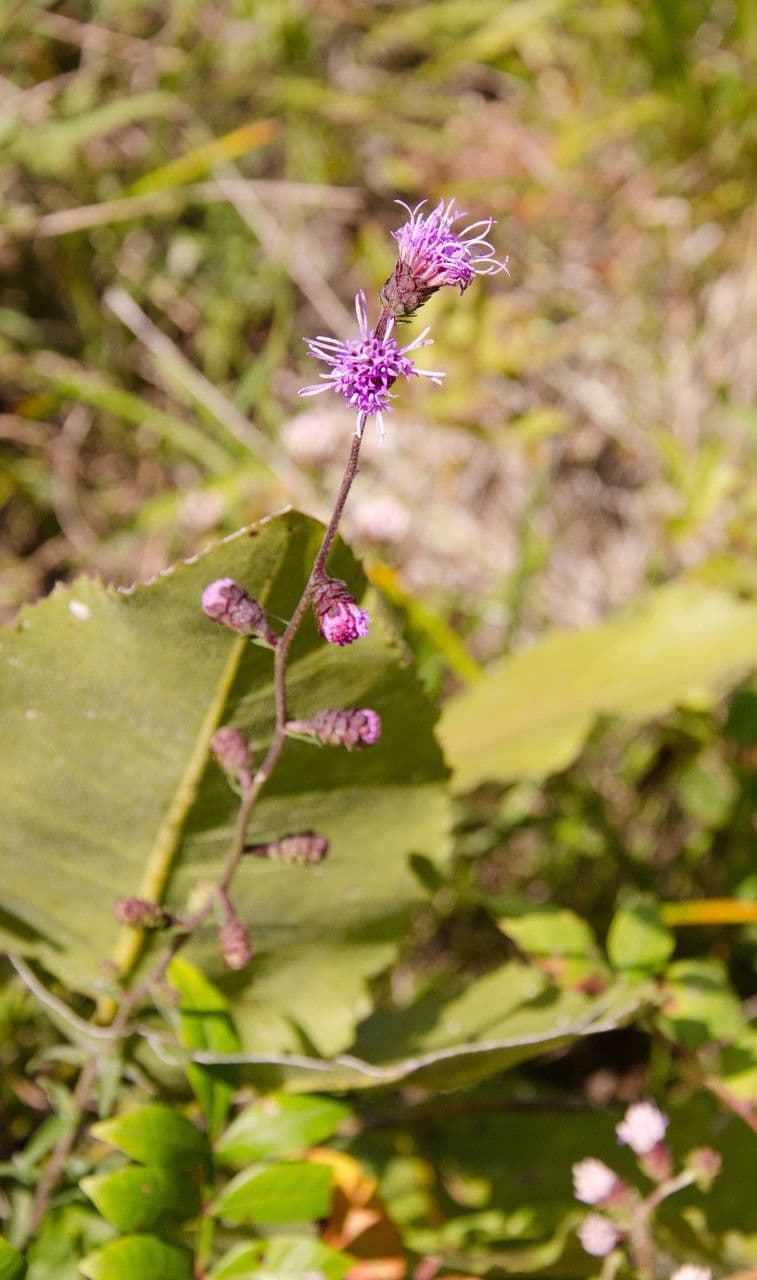 Epis floraux rose-pourpre du liatris des Appalaches (Liatris squarrulosa) en pleine floraison