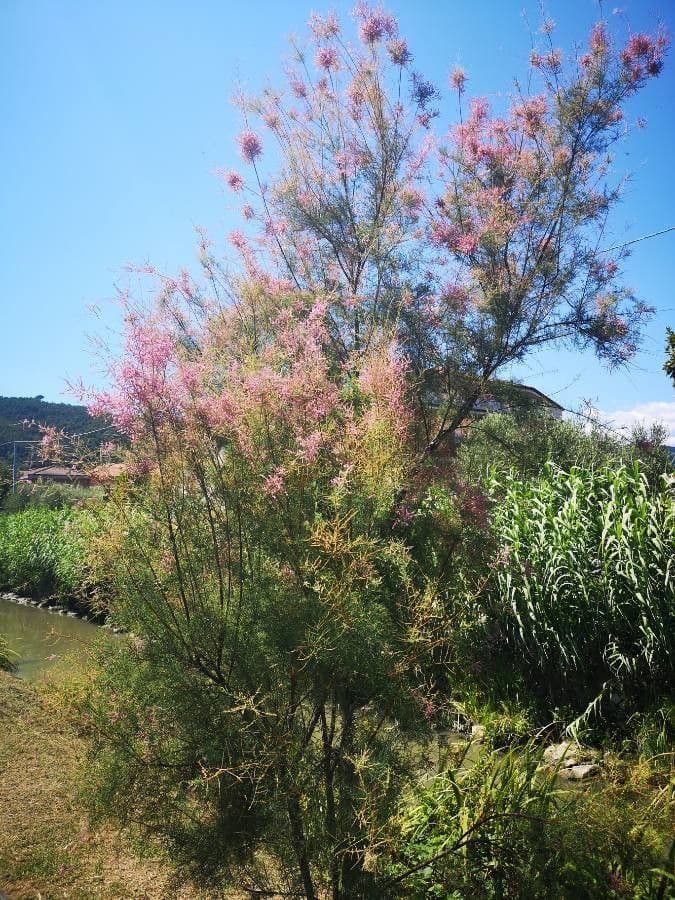 Tamariskstrauch mit rosa Bluten in voller Blute