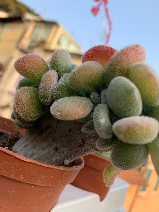 Fluweelweek bladeren van Echeveria pulvinata