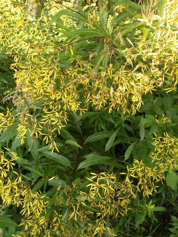Senecio ovatus met gele bloemen en eivormige bladeren