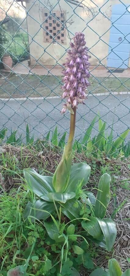 Himantoglossum robertianum purple flowers
