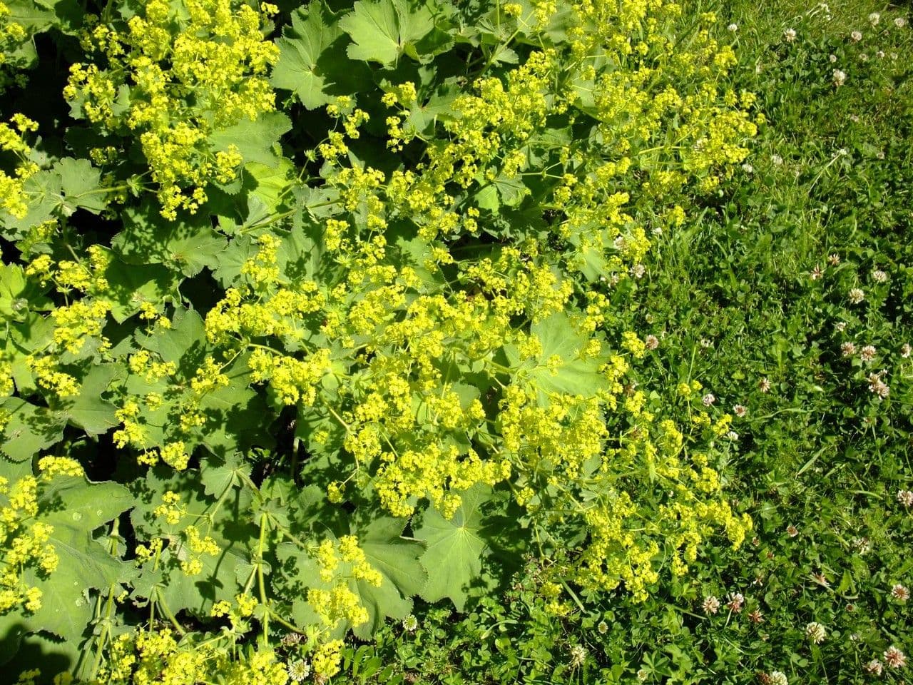 Leder-Frauenmantel (Alchemilla coriacea) mit dicken lederartigen Blattern und gelbgrunen Blutenstanden an einem Gartenteich