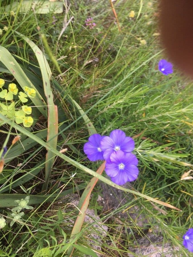 Narbonne-Lein mit himmelblau-en Blüten und feinem Laubwerk