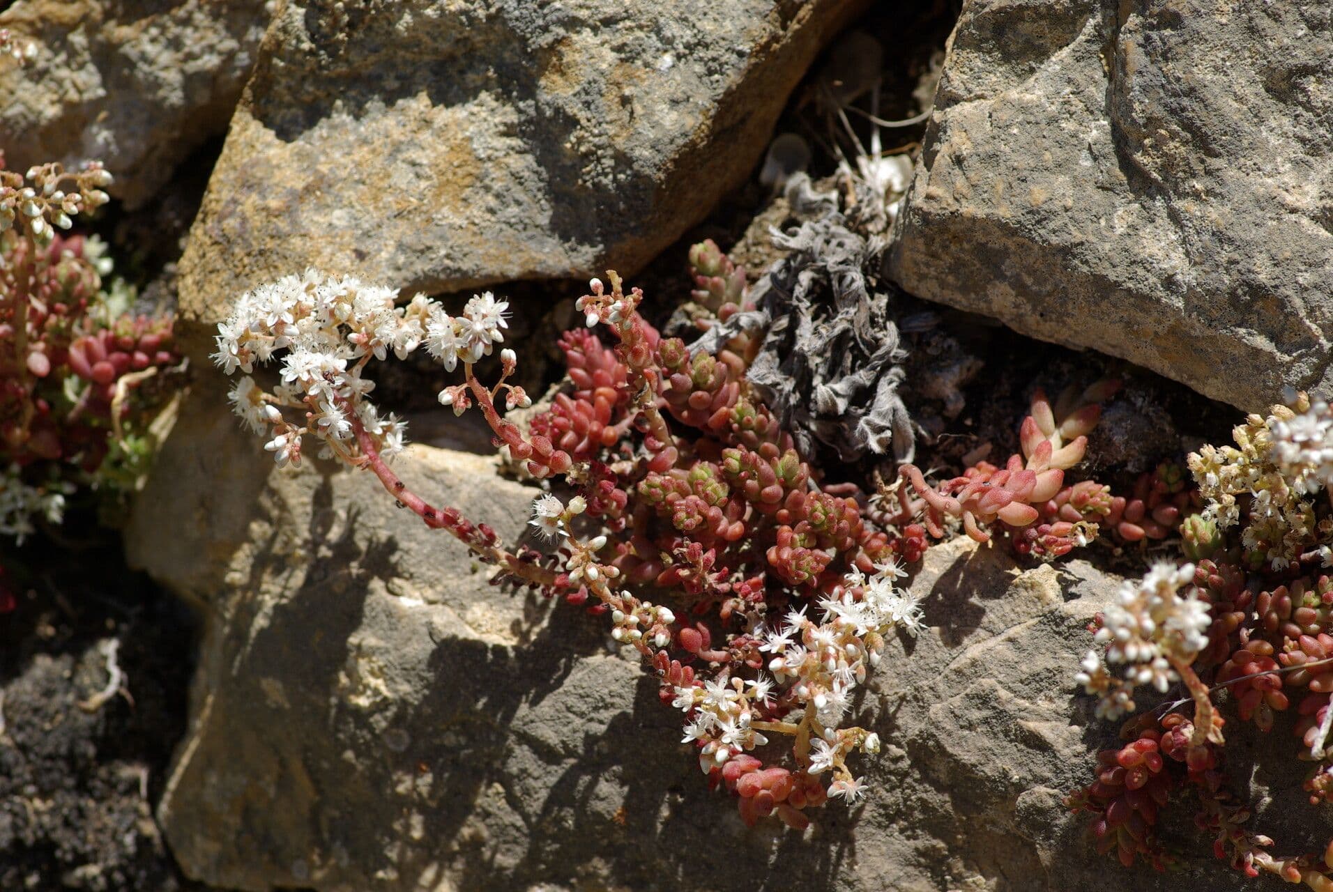 Sedum brevifolium showing compact rosettes with purple flowers in rock garden