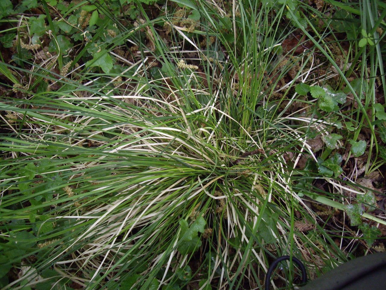 Canche cespiteuse avec pannicules aériens et légers en lumière douce