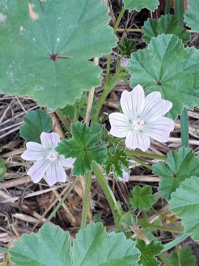 Malva neglecta petites fleurs roses et feuilles