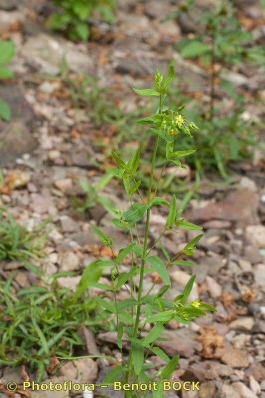 Große Johanniskraut Pflanze mit gelben Blüten in der Sommersonne