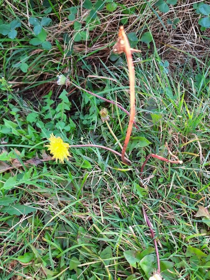 Plante pissenlit avec capitules floraux jaune dore