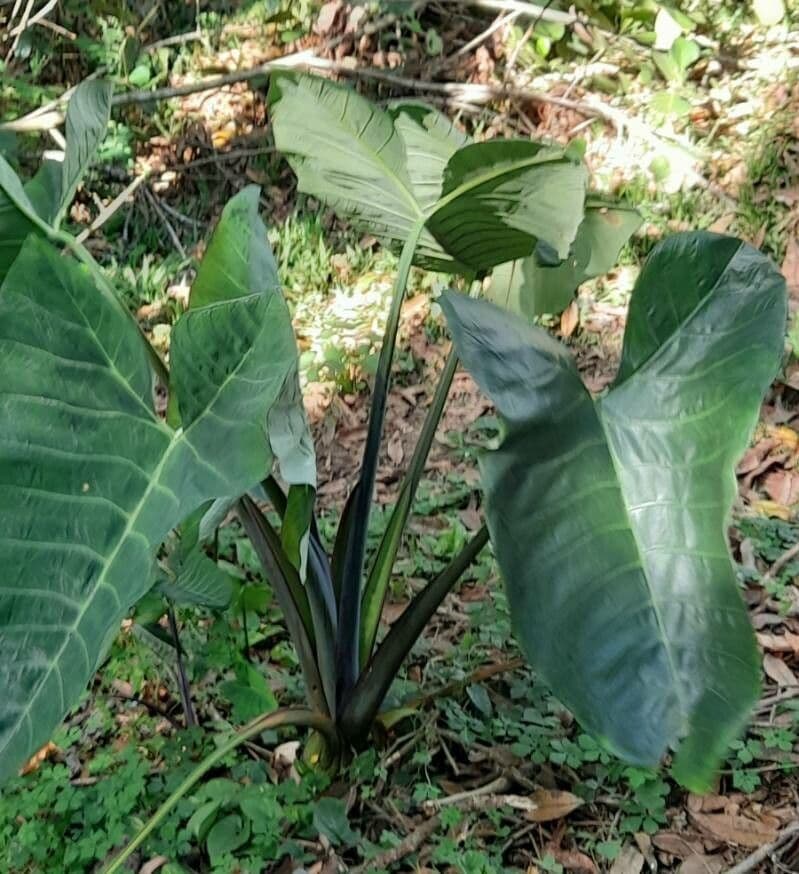 Xanthosoma brasiliense mit großen pfeilförmigen Blättern