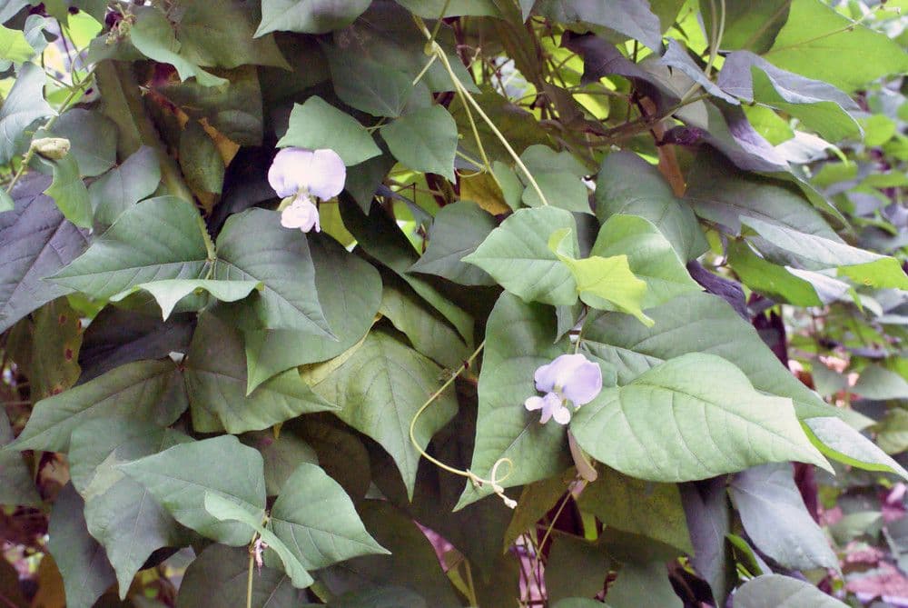 Winged bean plant with four-sided pods and green leaves
