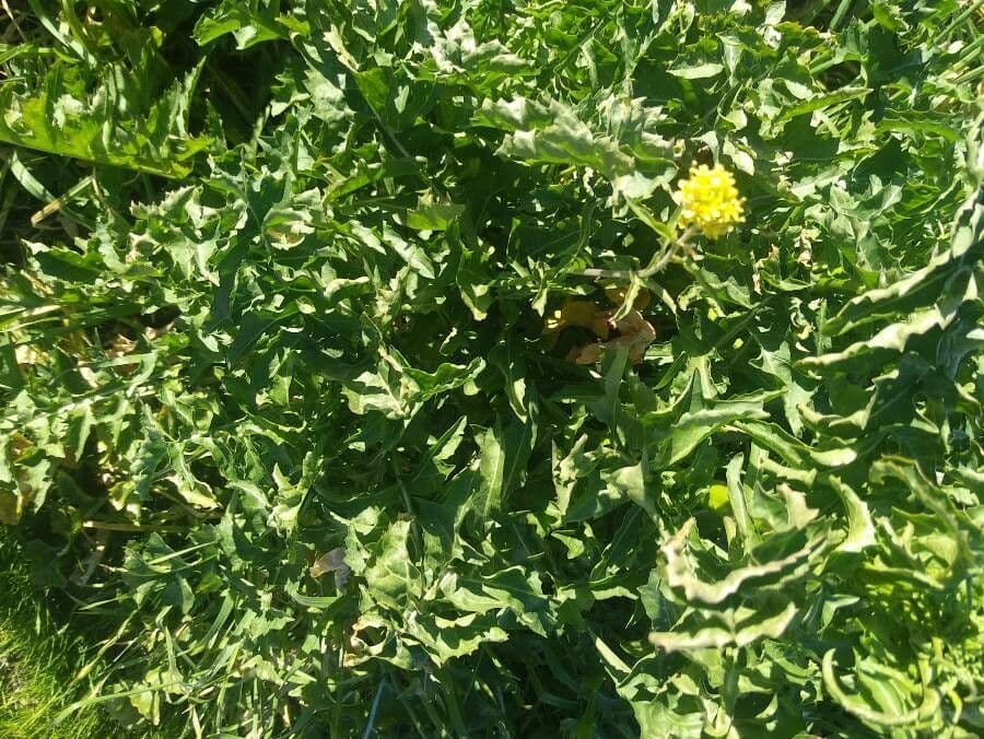 Sisymbrium irio mit gelben Bluten