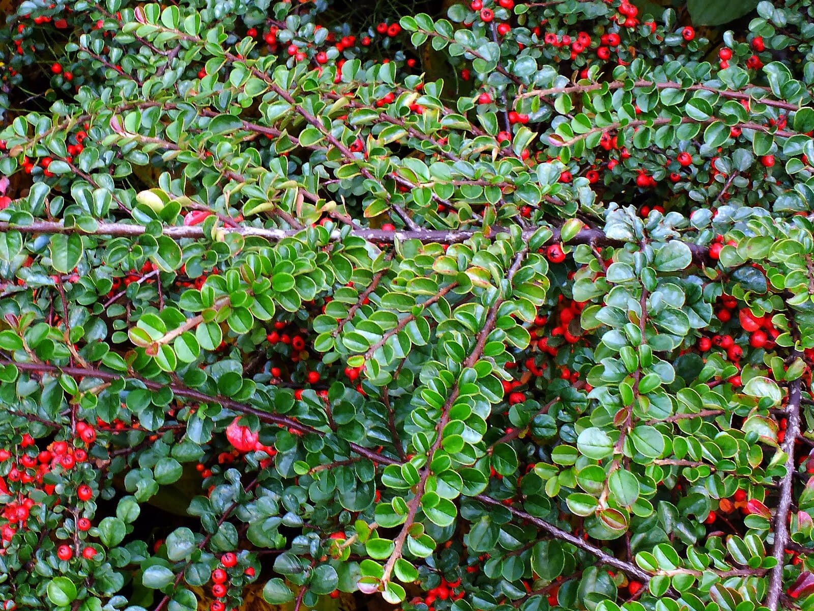 Red berries on Cotoneaster hjelmqvistii
