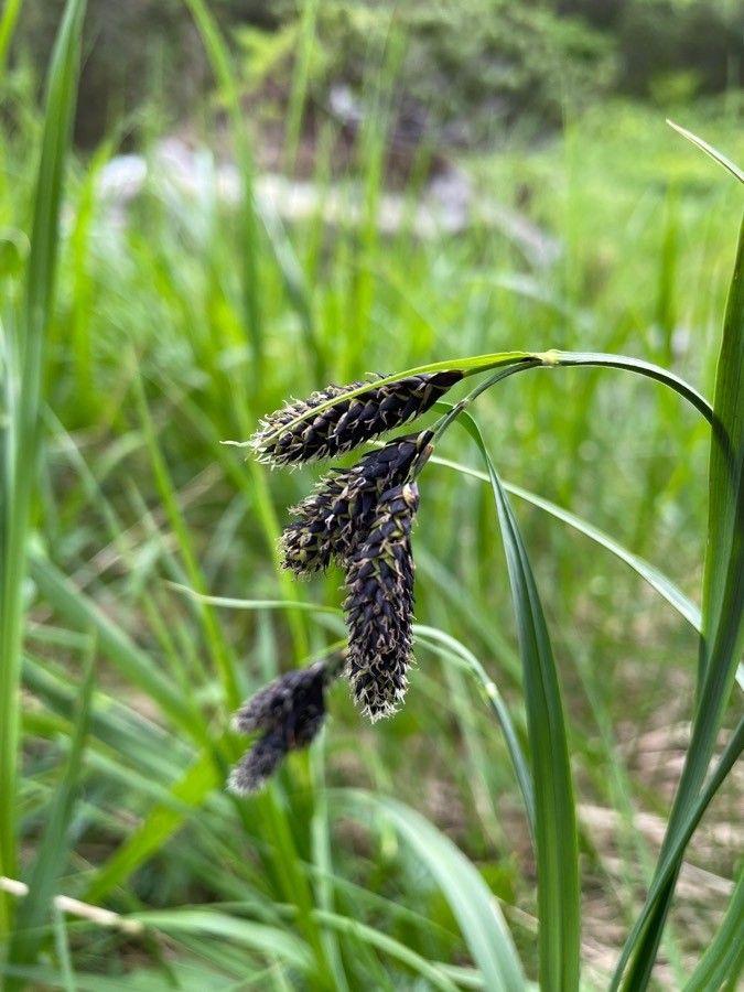 Trauer-Segge (Carex atrata) im natürlichen Lebensraum mit dunklem, bogigem Laub