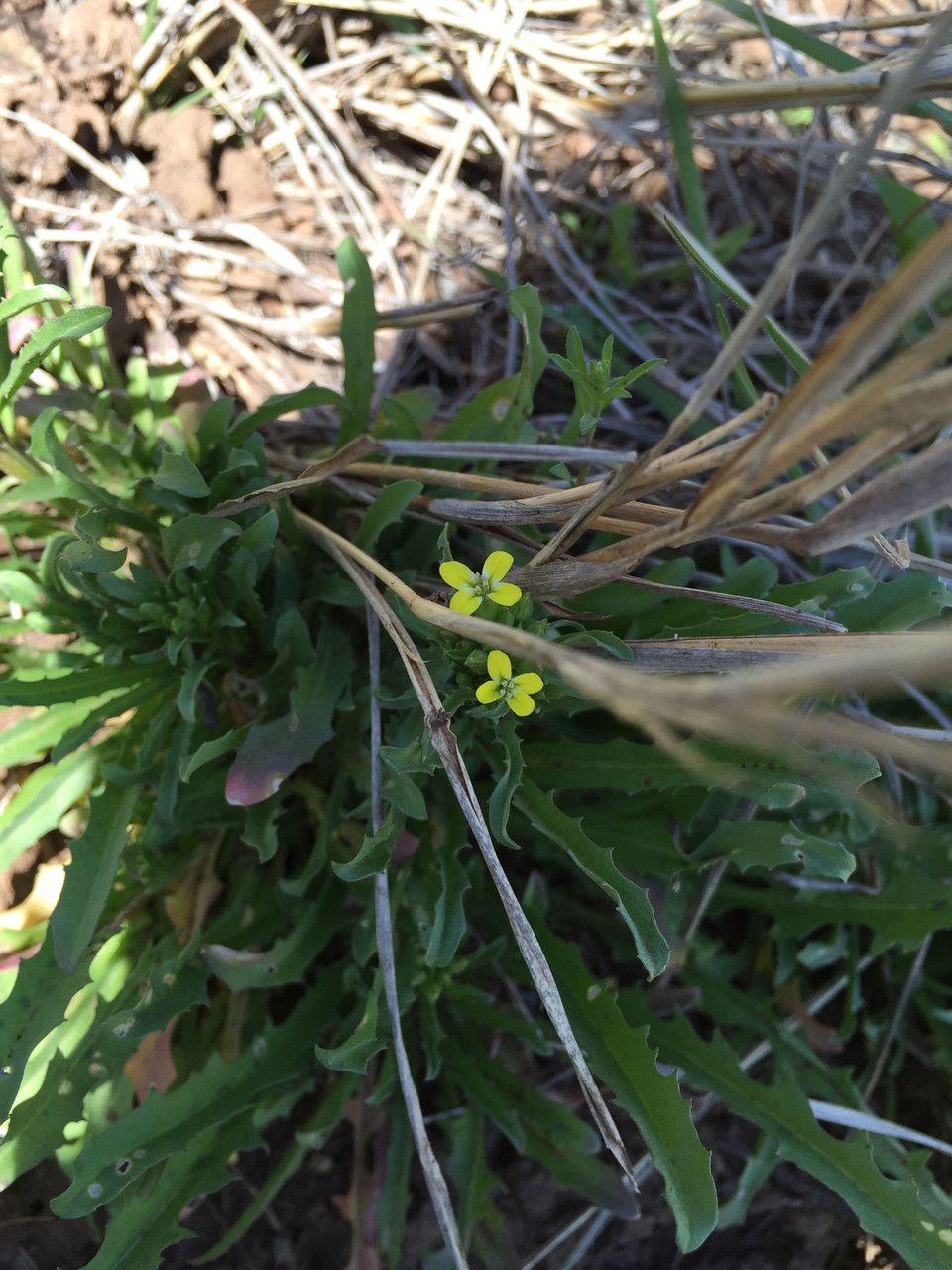 Sparriger Schöterich mit leuchtend gelben Blüten in voller Sonne auf trockenem, sandigem Boden