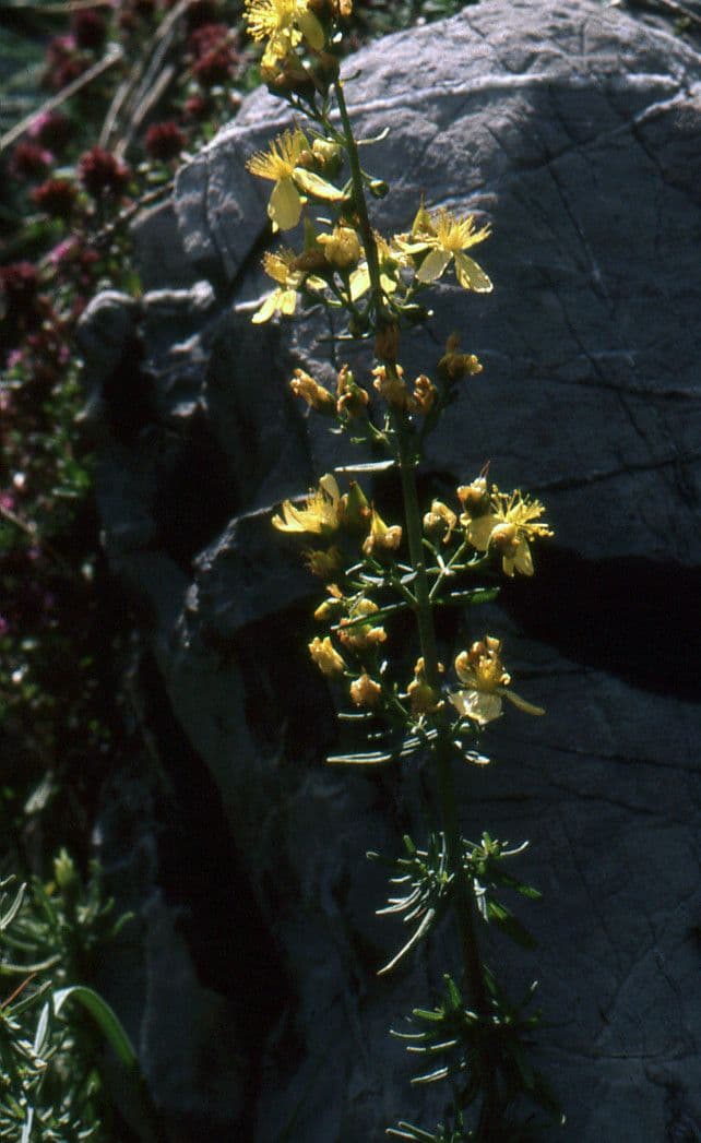 Fleurs jaunes du millepertuis a feuilles d'hysope