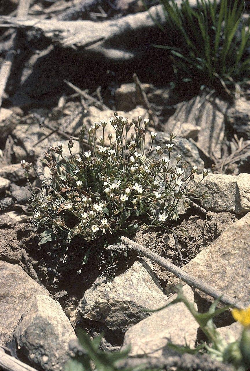 Noords Mansschild in volle bloei op een zonovergoten rotstuin
