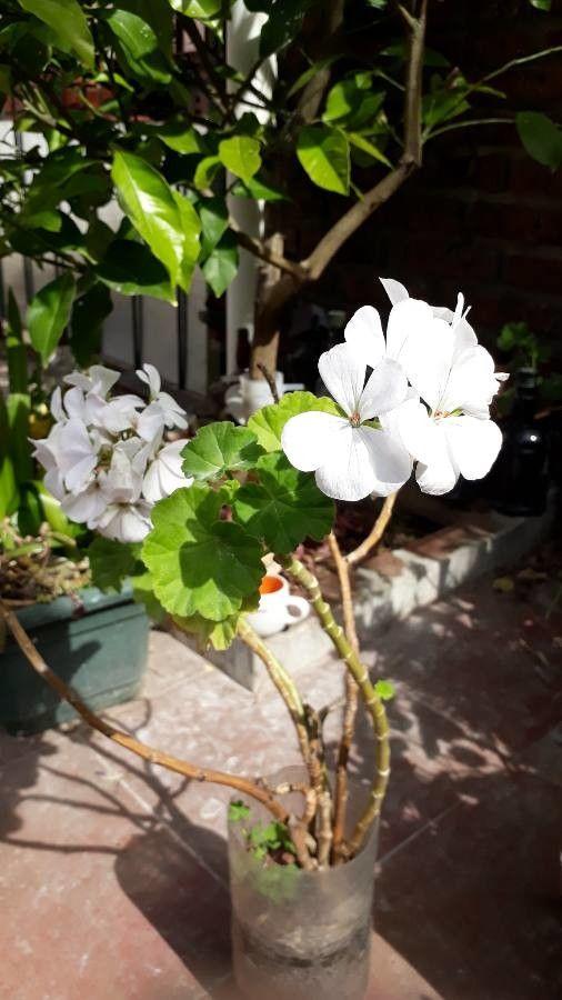 Pelargonium zonale mit violetten Blüten und zonierten Blättern in einem Terrakottatopf