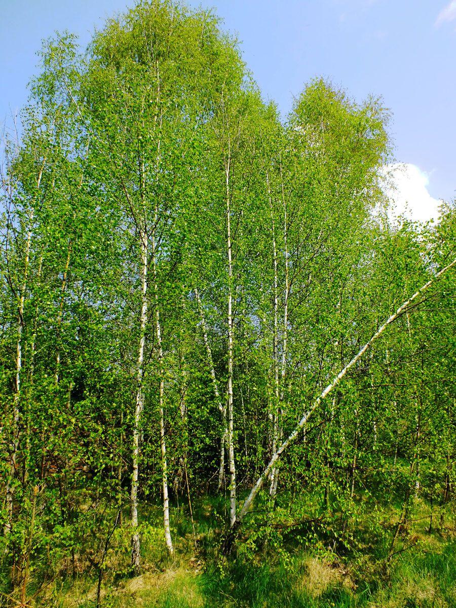 Betula papyrifera met karakteristiek papierachtig, afbladderend wit schors in een herfstlandschap