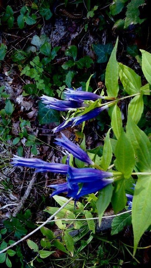 Gentiane fausse asclépiade (Gentiana asclepiadea) avec fleurs bleues en milieu ombragé