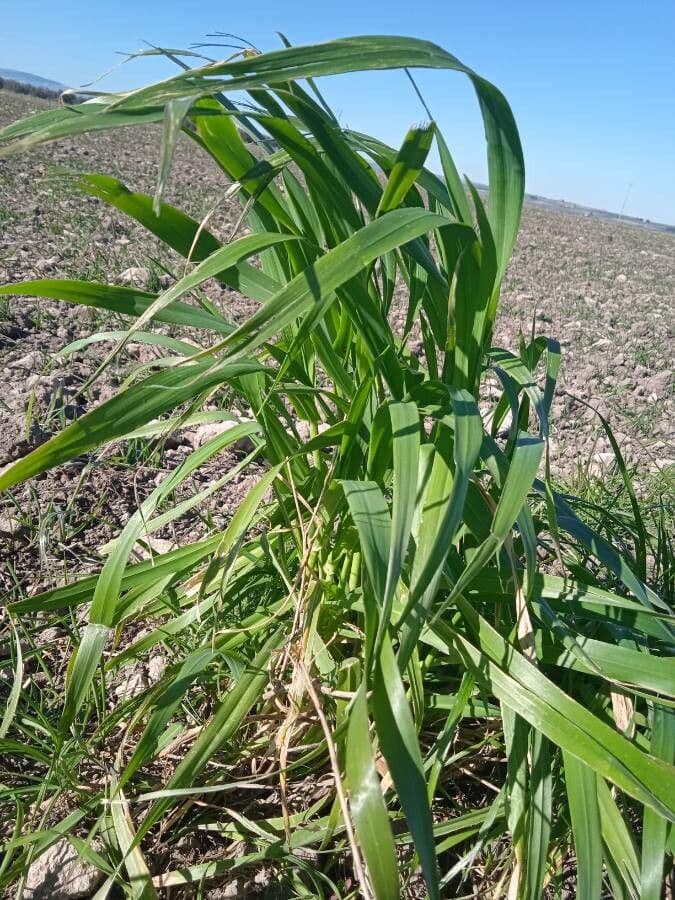 Slender False Brome (Brachypodium sylvaticum) grass species with slender foliage and panicles