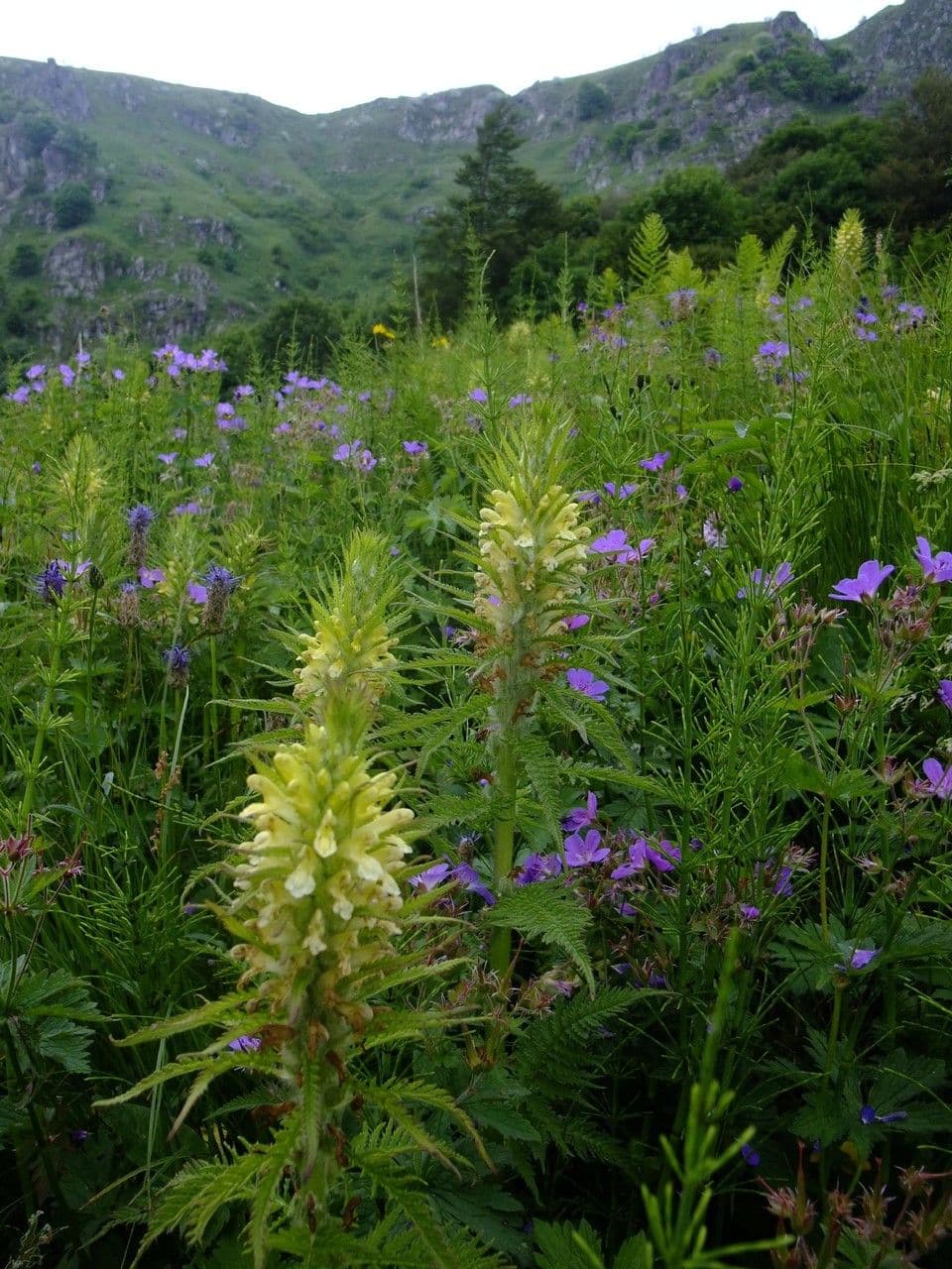 Pedicularis foliosa plant met gele bloemen