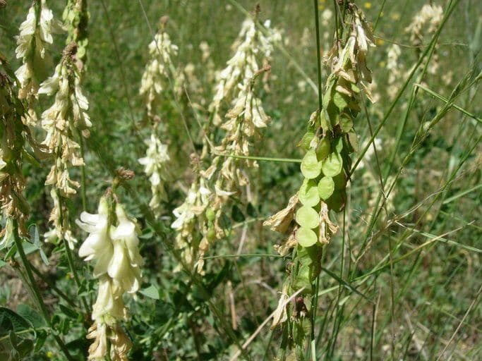 Hedysarum sulphurescens mit cremefarbenen Blütentrauben an einem sonnigen Berghang