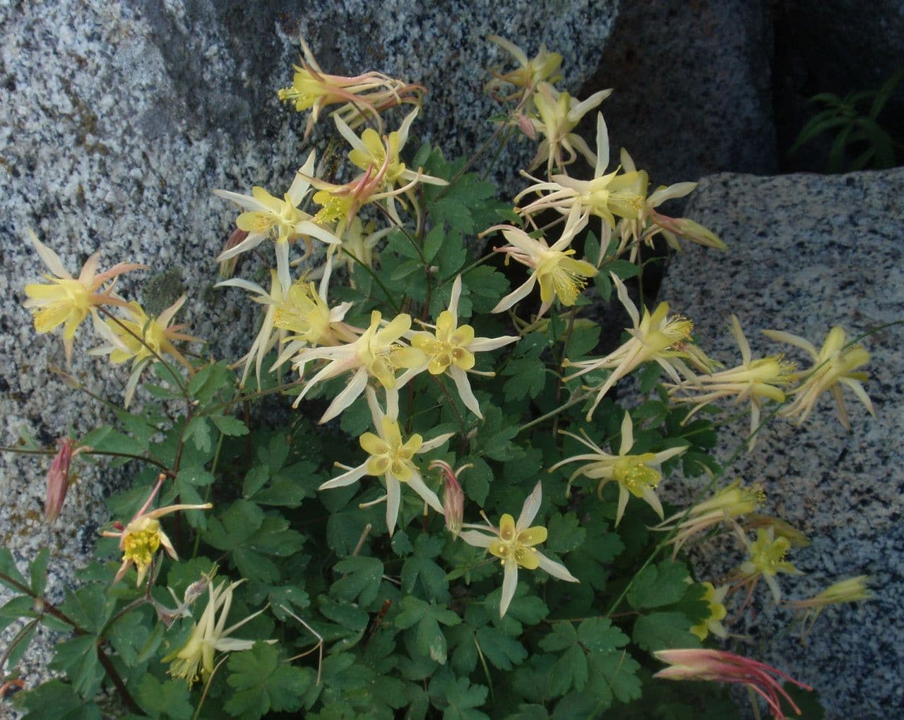 Sierra columbine with characteristic blue and yellow flowers in alpine mountain setting