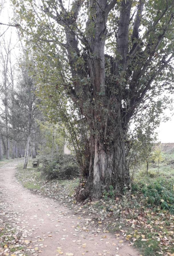Zitter-Pappel im Herbst mit zitternden Blättern in einer offenen Landschaft