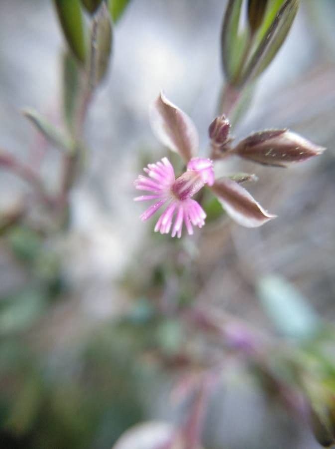 Polygala rupestris Felsen-Kreuzblume bluhendes Halbstrauchchen auf Kalkgestein