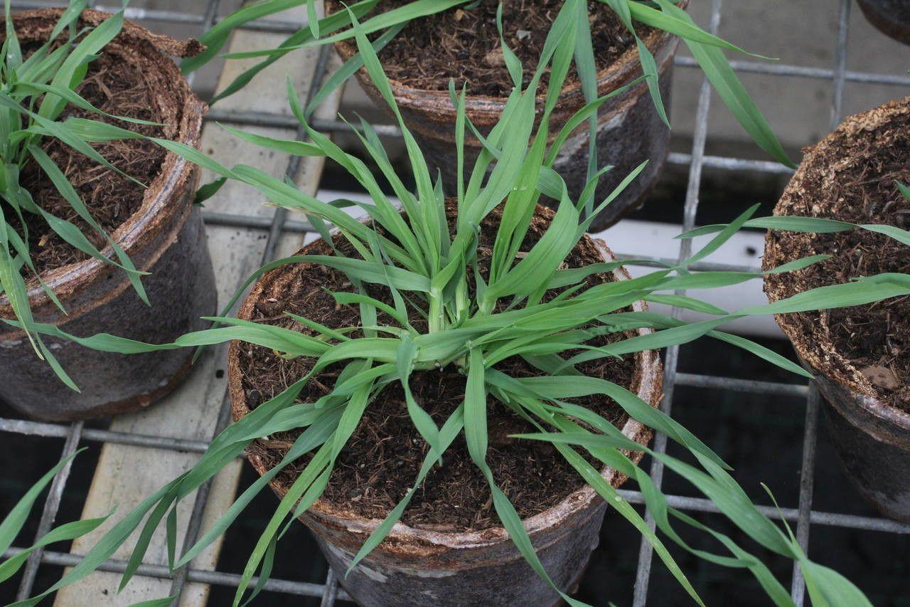 Großes Zittergras mit schwingenden Ährchen im Gegenlicht, fotografiert in einem sonnigen Steingarten.