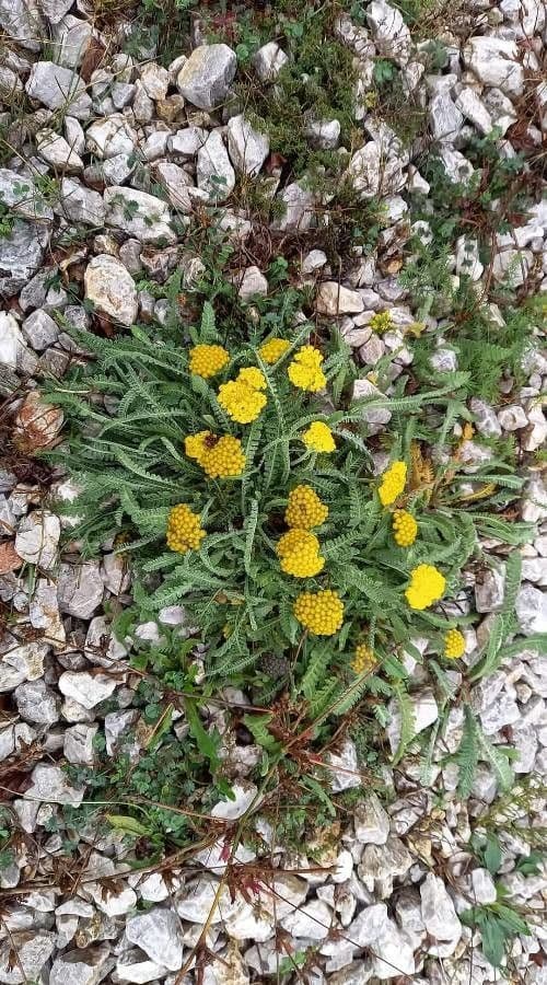 Gelbe Bluten der Achillea coarctata in voller Blute