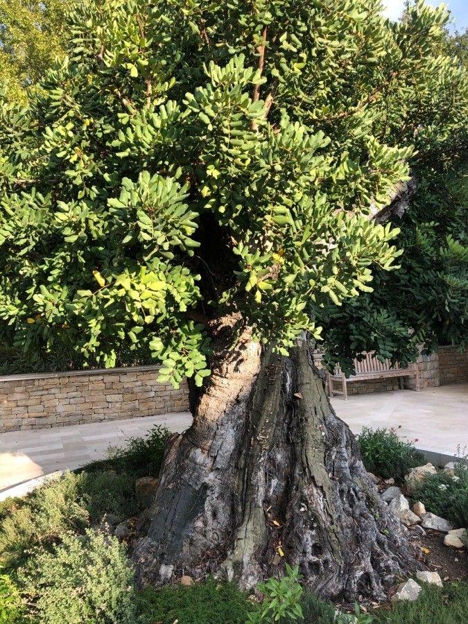 Caroubier mature avec feuillage brillant et gousses brunes allongées suspendues aux branches