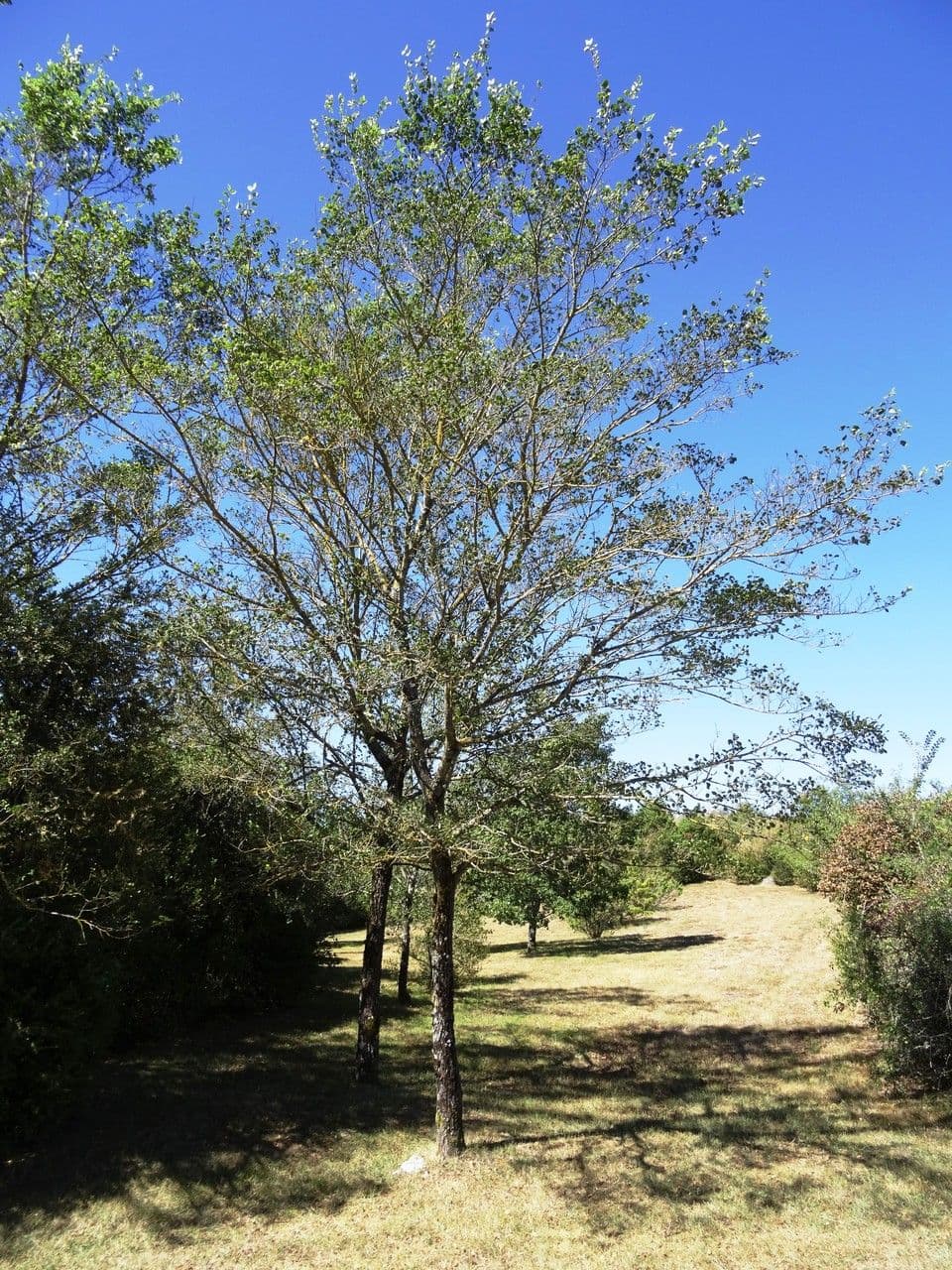 Field elm with small foliage and slender branch structure