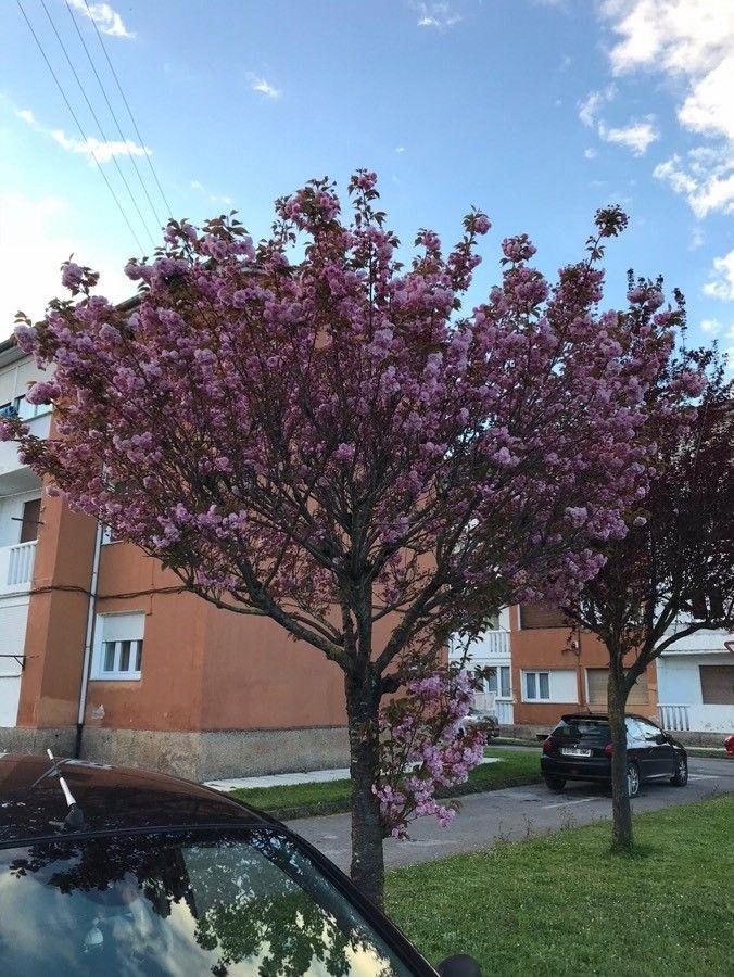 Cerisier du Japon en pleine floraison avec des fleurs roses pâles sous un ciel bleu