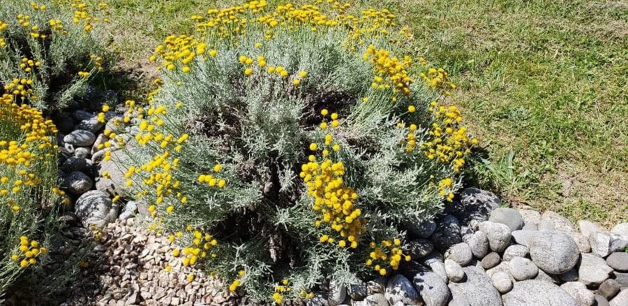 Heiligenbloem met gele bolletjesbloemen en zilvergrijs blad