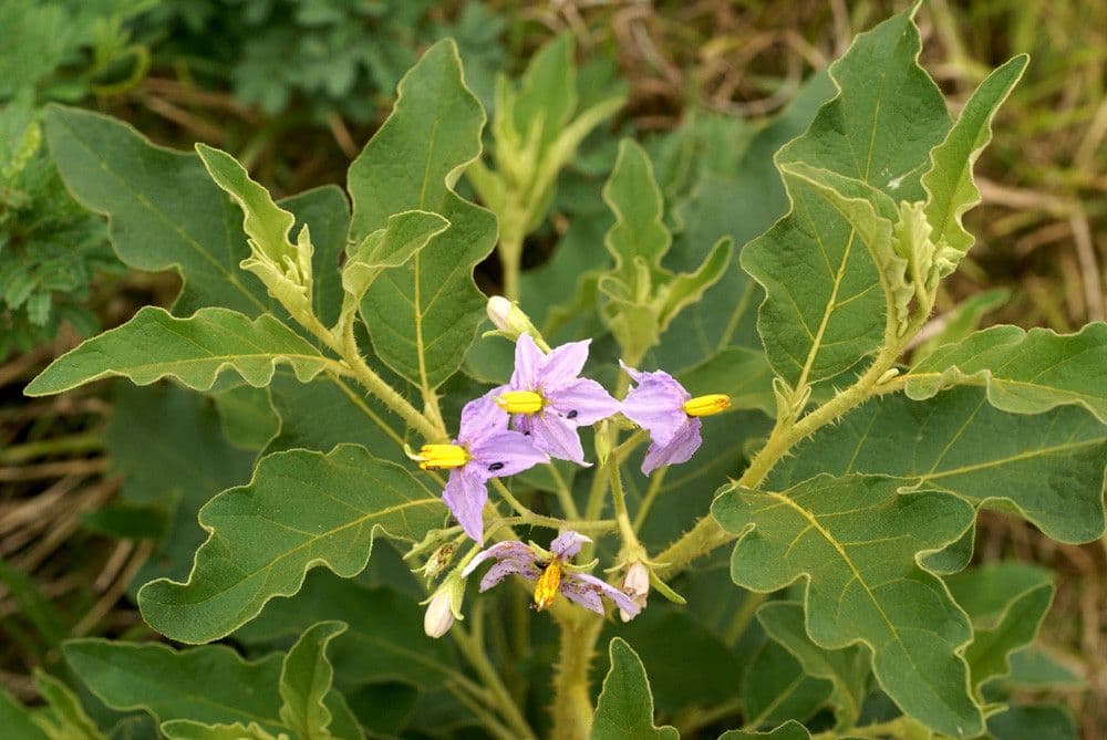 Solanum dasyphyllum leaves and flowers