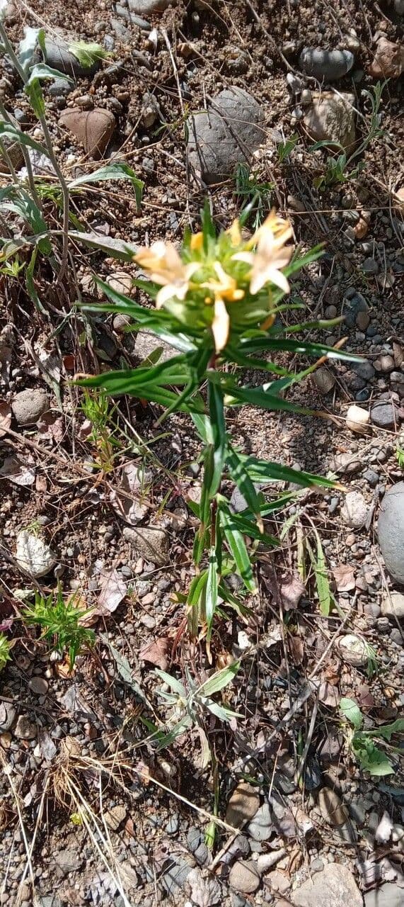 Großblumige Leimsaat zeigt gruppierte orange-rosa Blüten in dichtem Kopf