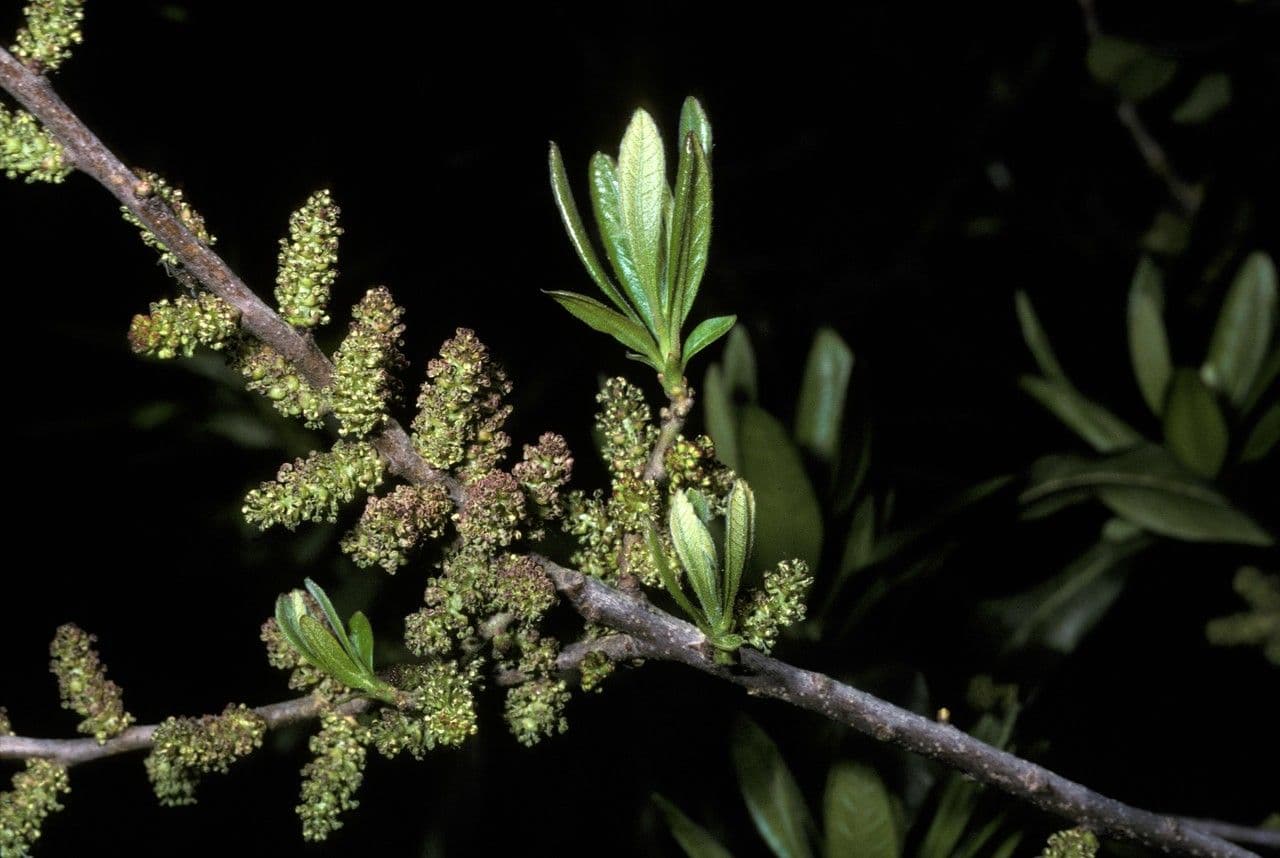 Arbuste Myrica pensylvanica avec baies caractéristiques recouvertes de cire