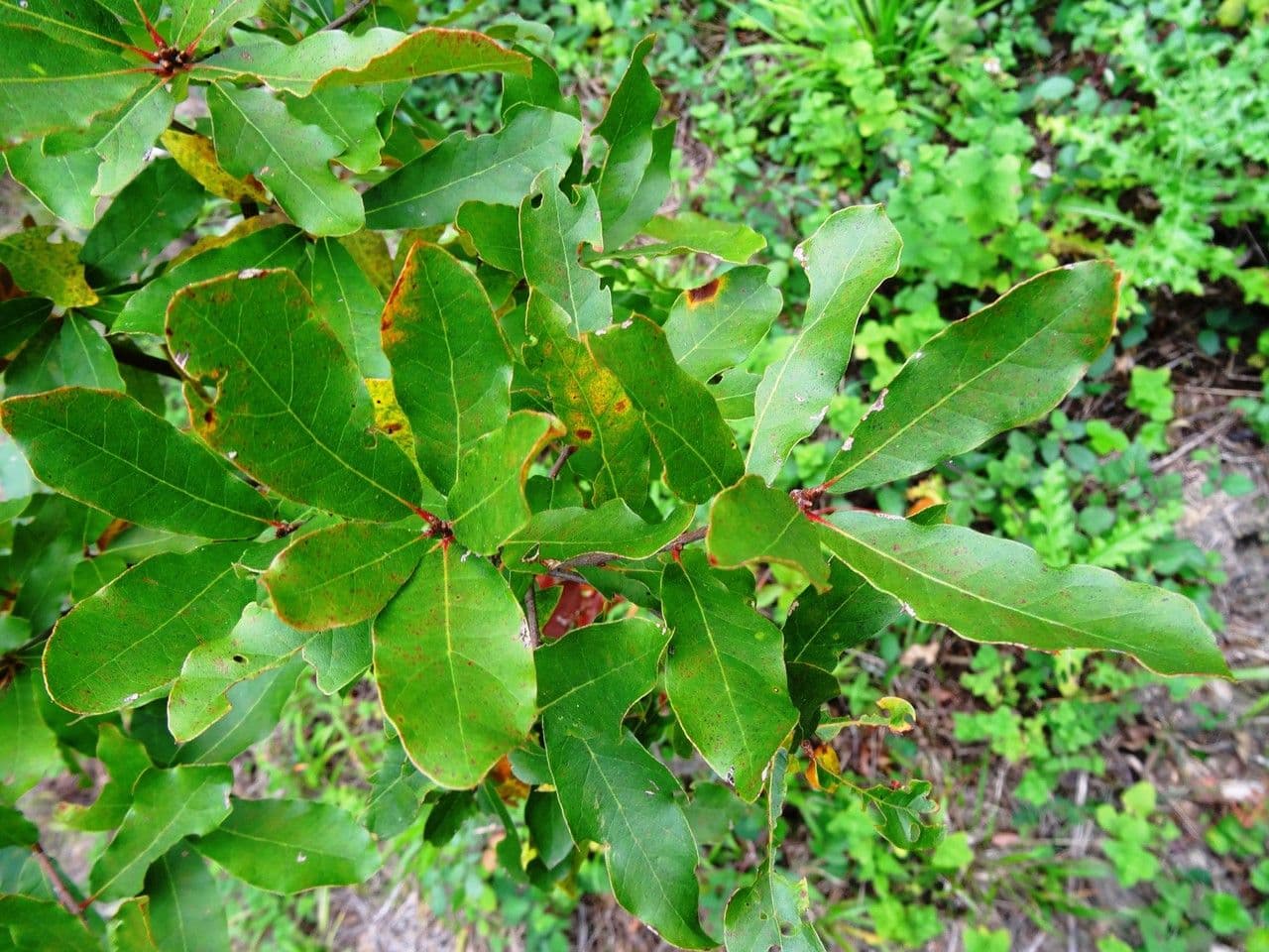 Sand live oak with green foliage and dense crown form