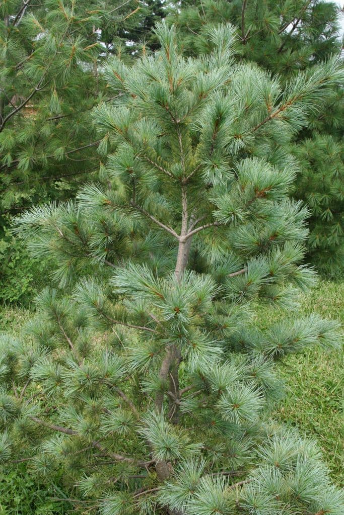 Pinus strobiformis tree with characteristic form and soft needles