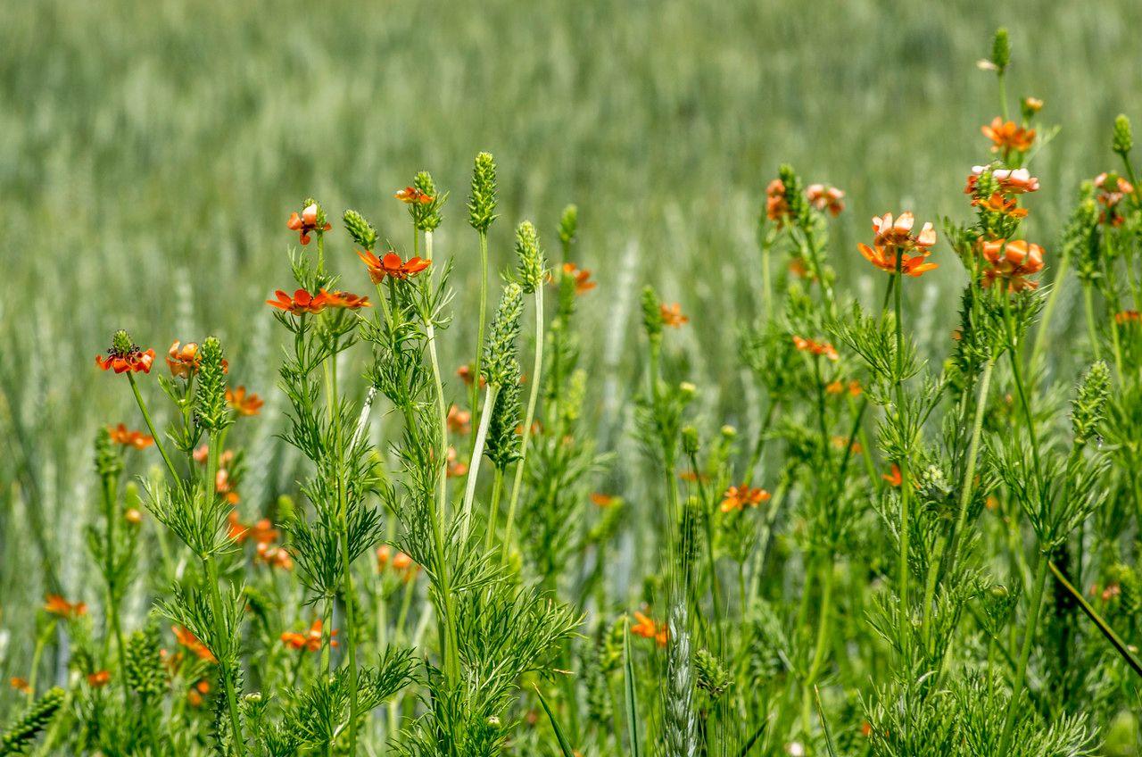 Adonis d'été en pleine floraison avec des feuilles finement découpées et des fleurs rouges vives dans un jardin ensoleillé