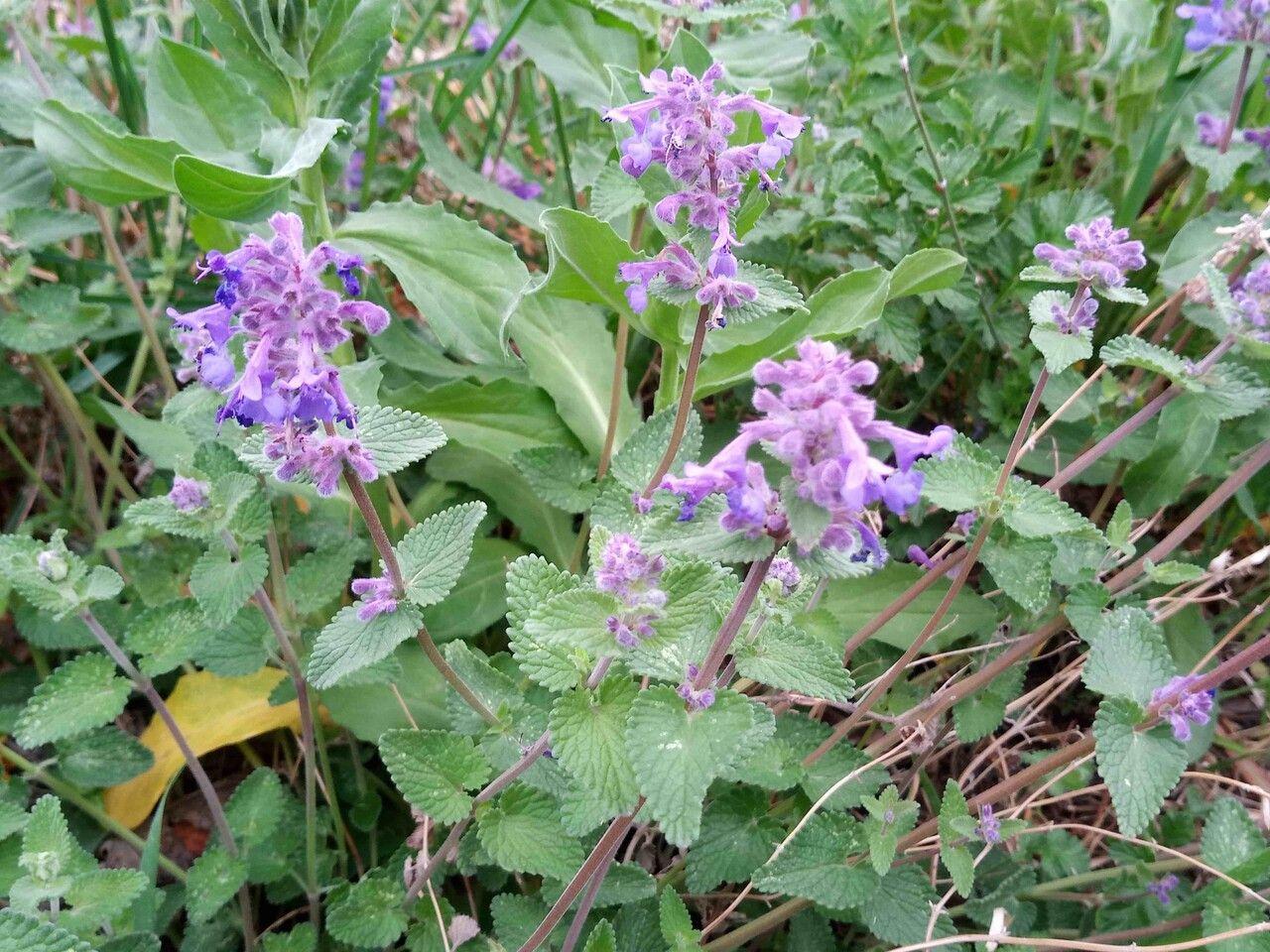 Kranssalie met blauwe bloemen in een zonnige bordersituatie