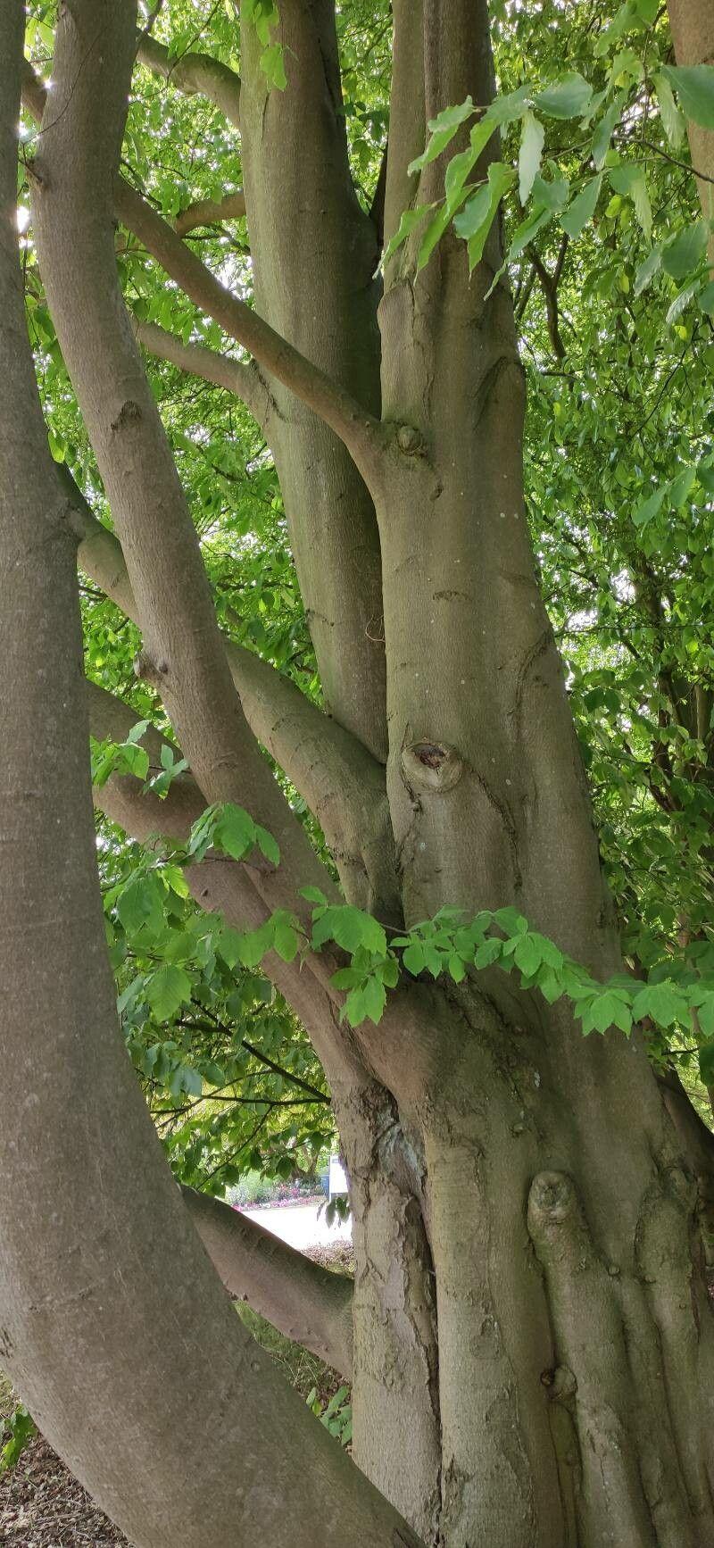 Ausgewachsene Orientbuche im Herbstlaub in einer ländlichen Parkanlage