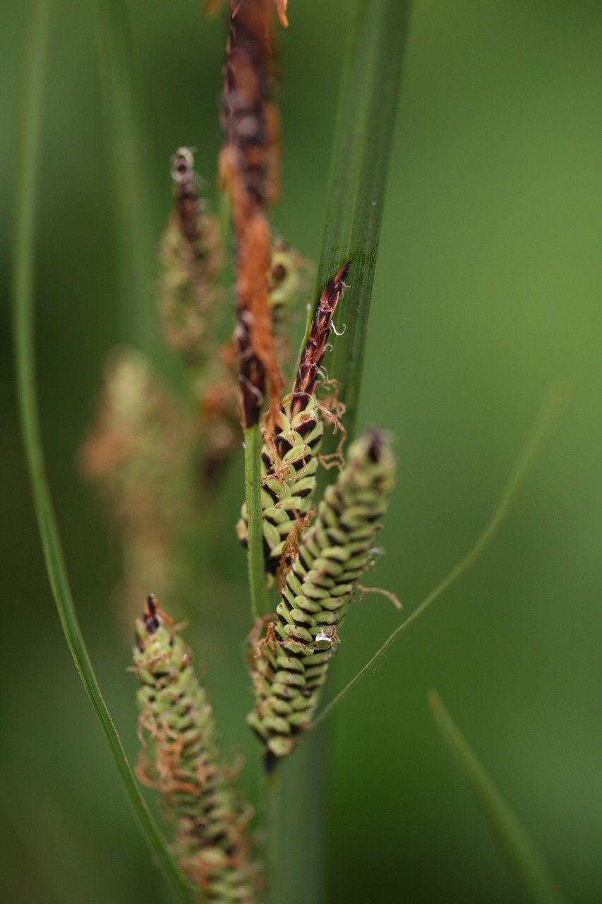 Braun-Segge (Carex nigra) in feuchter Wiesenlage mit dunkelgrünen, feinen Blättern und aufrechten Blütenständen