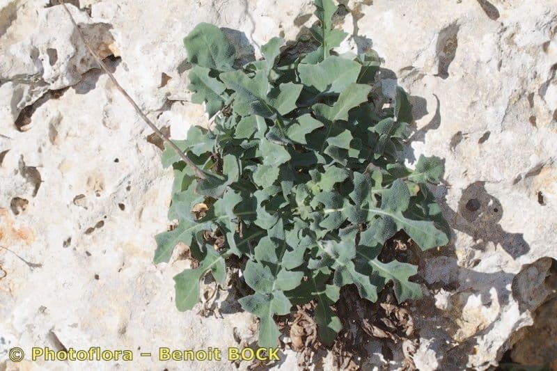 Laitue a feuilles d'acanthe (Lactuca acanthifolia) avec ses feuilles epineuses en rosette sur une pente rocheuse