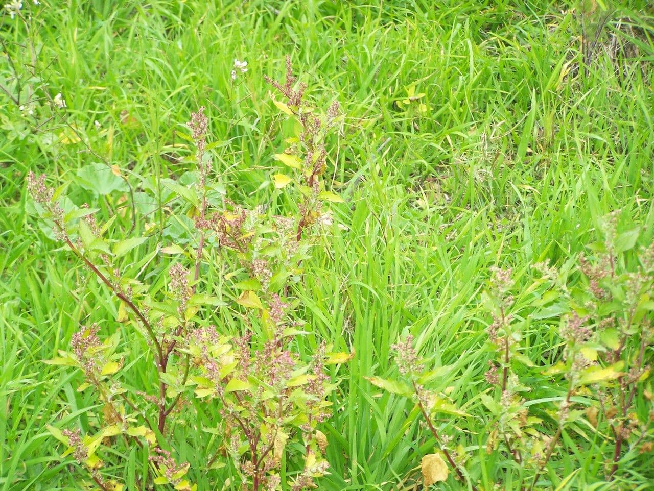 Chenopodiastrum murale-Pflanze mit auffälligen Blattadern