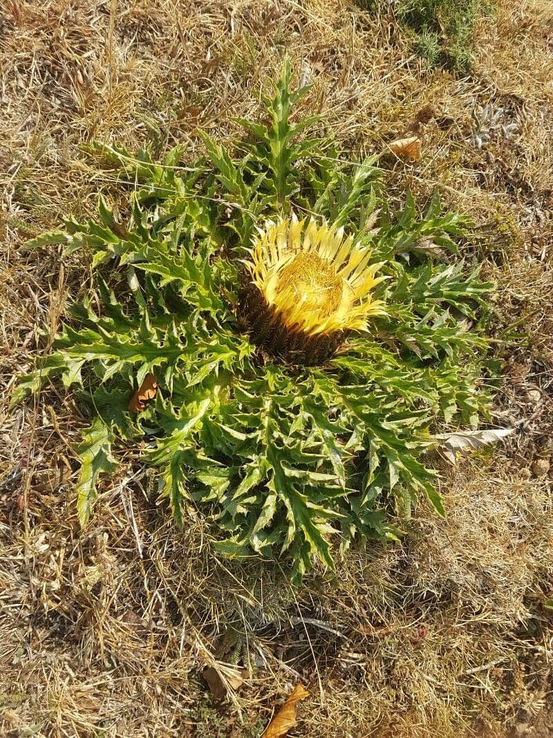 Carlina acanthifolia gelbe Bluten mit dornigen Hochbluttern