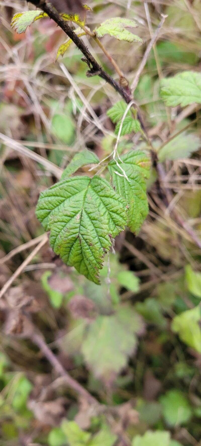 Bleke randbraam in natuurlijke omgeving met lichtgroene bladeren en kleine witte bloemen