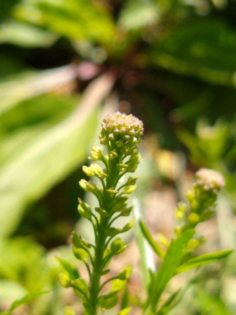 Lepidium densiflorum with dense flower spikes
