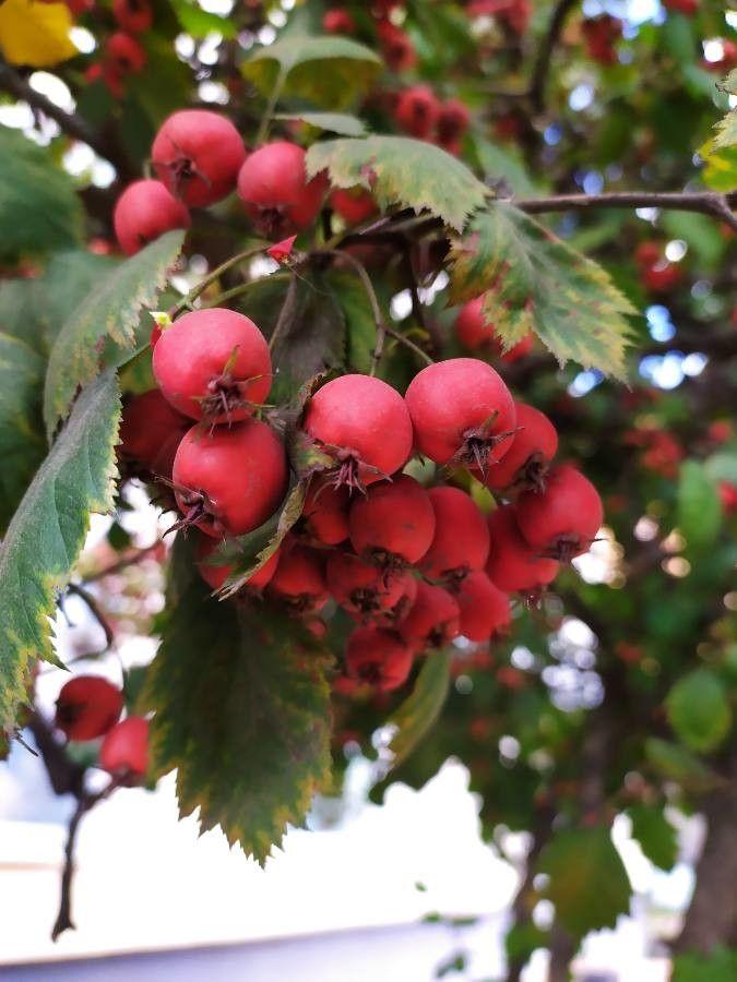 Sorbus latifolia in autumn, showing orange foliage and red berries against a soft sky